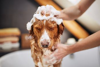 a brown and white dog getting a bath with soap on its head