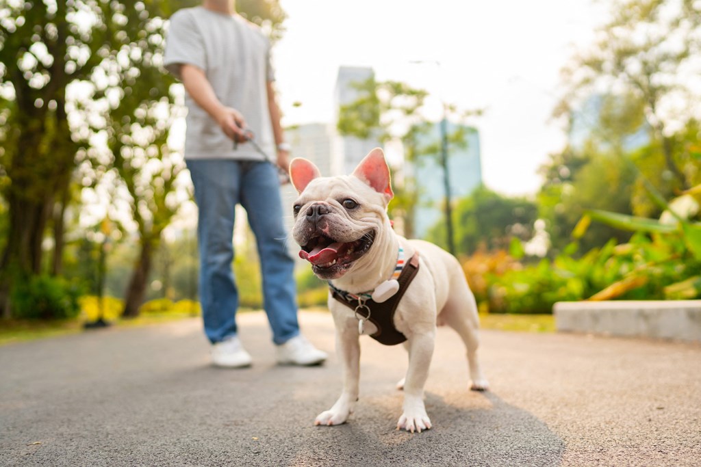 a person walking a dog on a leash in a park