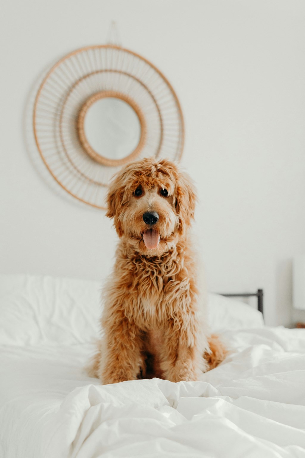 a dog sitting on a bed in a bedroom
