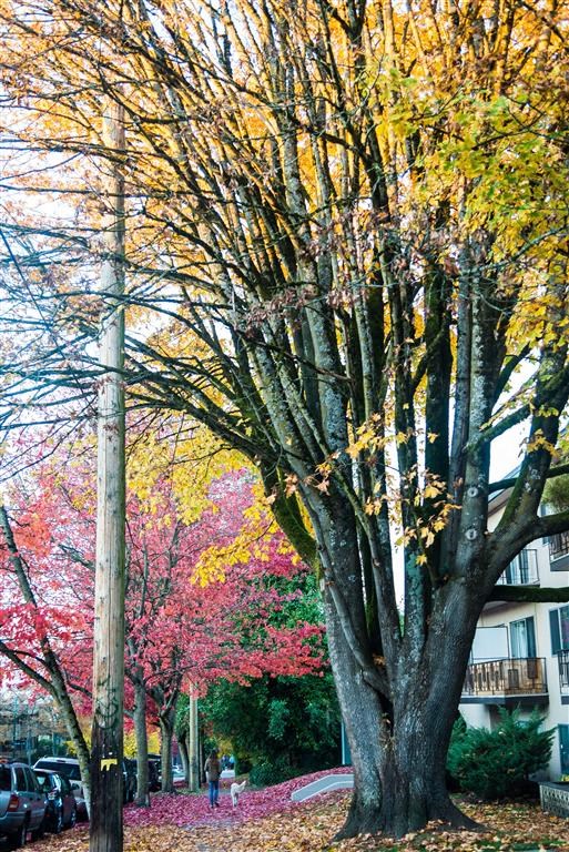 Trees with leaves changing colours