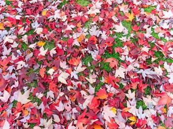 Leaves on ground - Photo Gallery 88