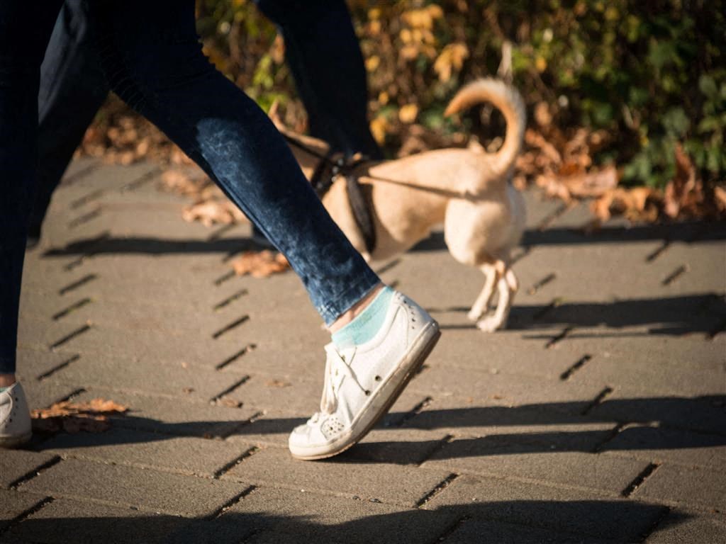 Person walking dog