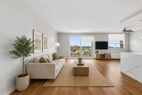 A living room with a couch, a tree, and a rug.