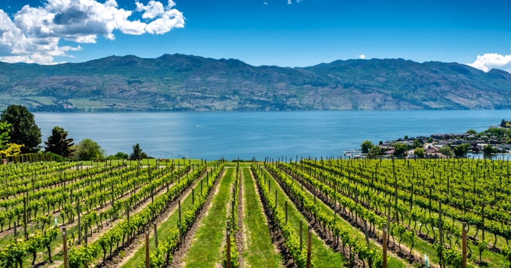 a vineyard with a lake and mountains in the background
