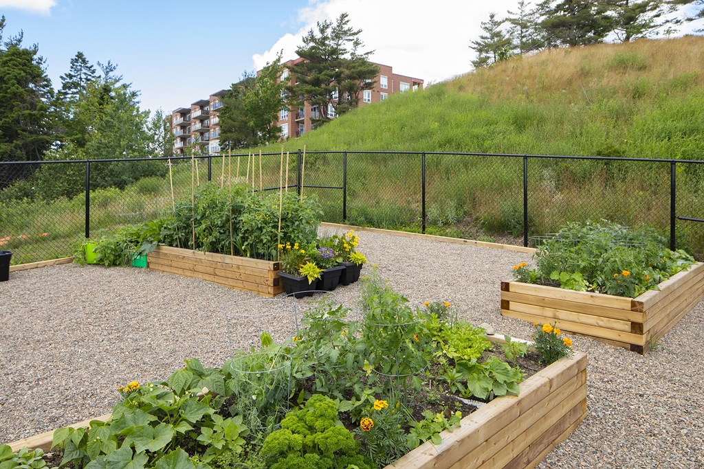 a vegetable garden in a gravel area with a hill in the background