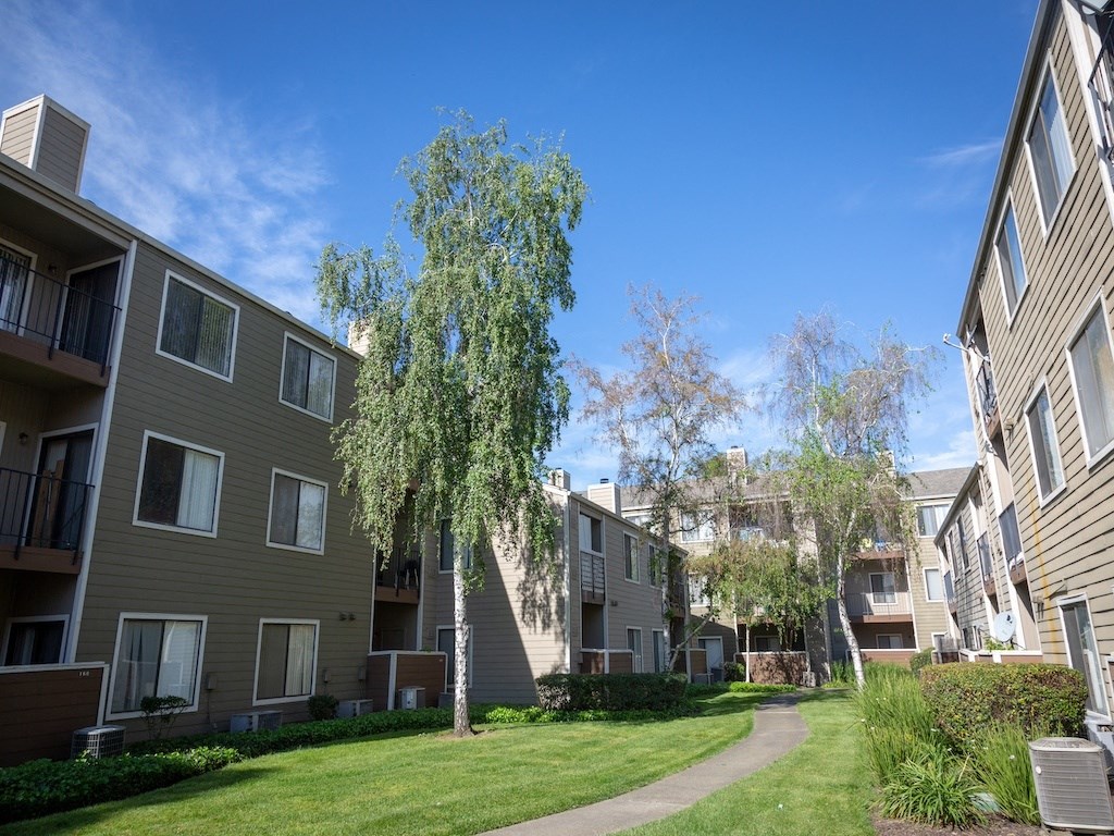 California Place Tall Trees over Walk Path