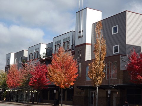Beautiful Trees outside Metropolitan Place Apartments, Renton, 98057