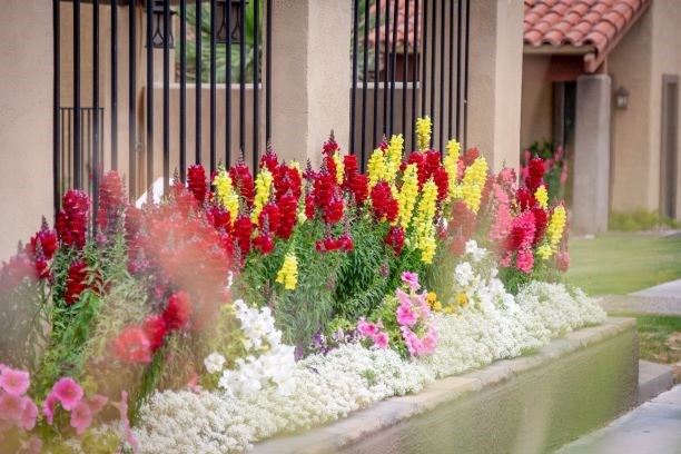 Courtyard With Flowers at River Point Apartments, Tucson, Arizona