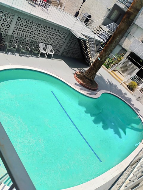 A palm tree is in the middle of a pool.