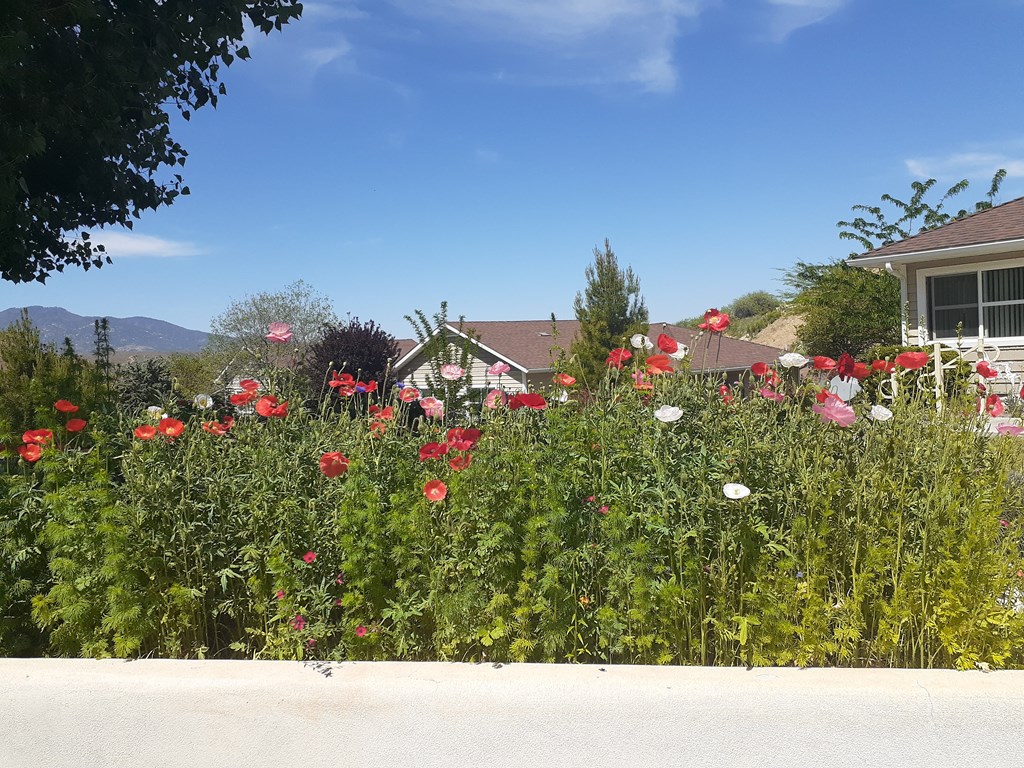 a field of poppies in front of a house