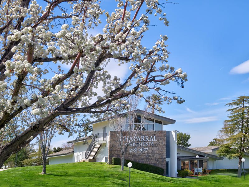 A tree with white blossoms is in front of a building with a sign that says "Sparrow Apartments.".