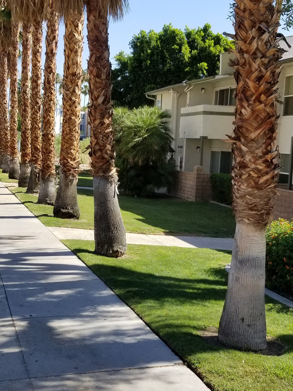 a row of palm trees lining a sidewalk