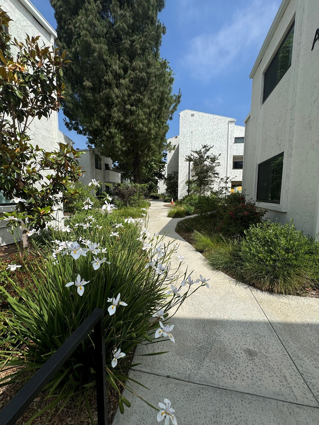 the walkway between the buildings with white flowers
