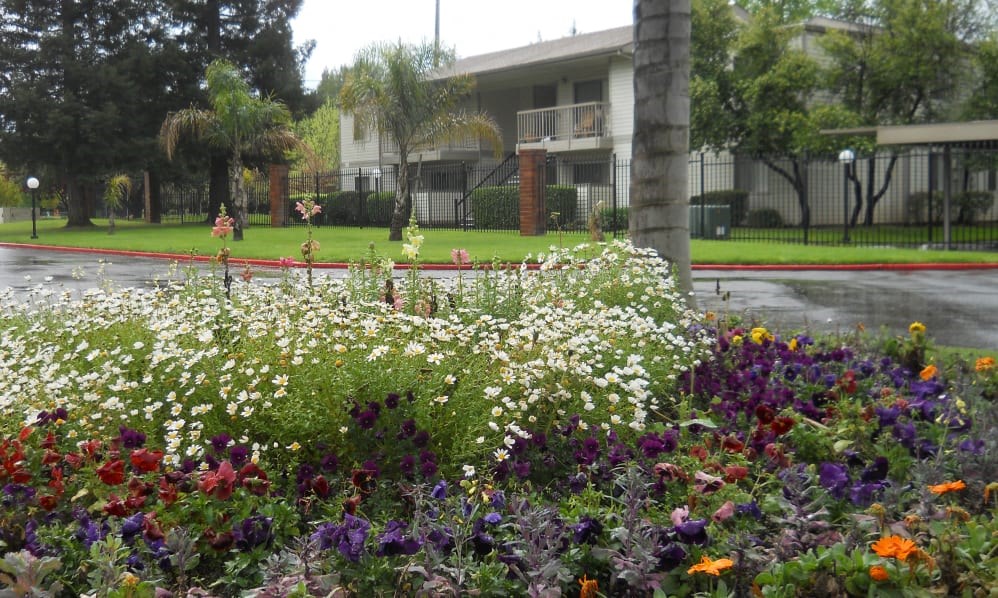 a garden of flowers in front of a building