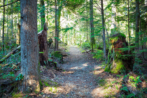 A forest path with trees and moss.