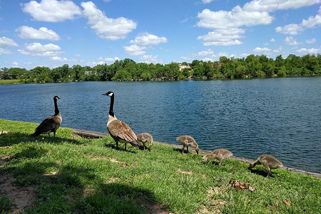a family of geese grazing on the grass near a lake