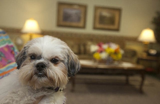 a small white dog sitting in a living room