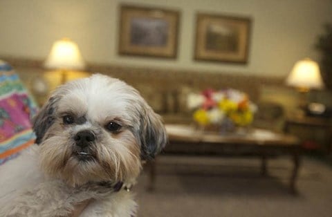 a small white dog sitting in a living room