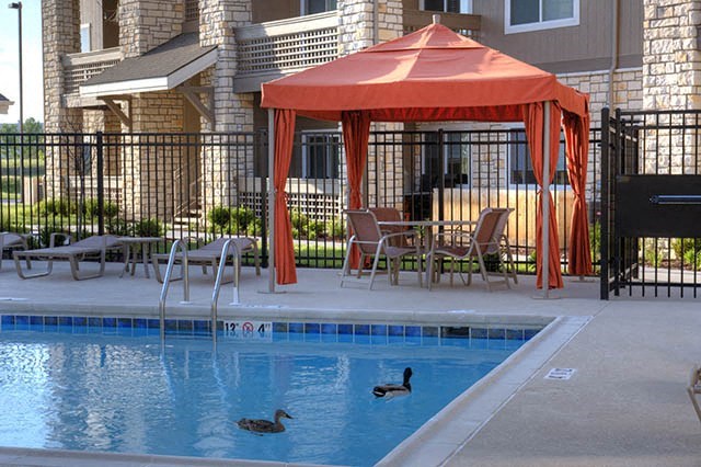 two ducks swimming in a pool with a red umbrella