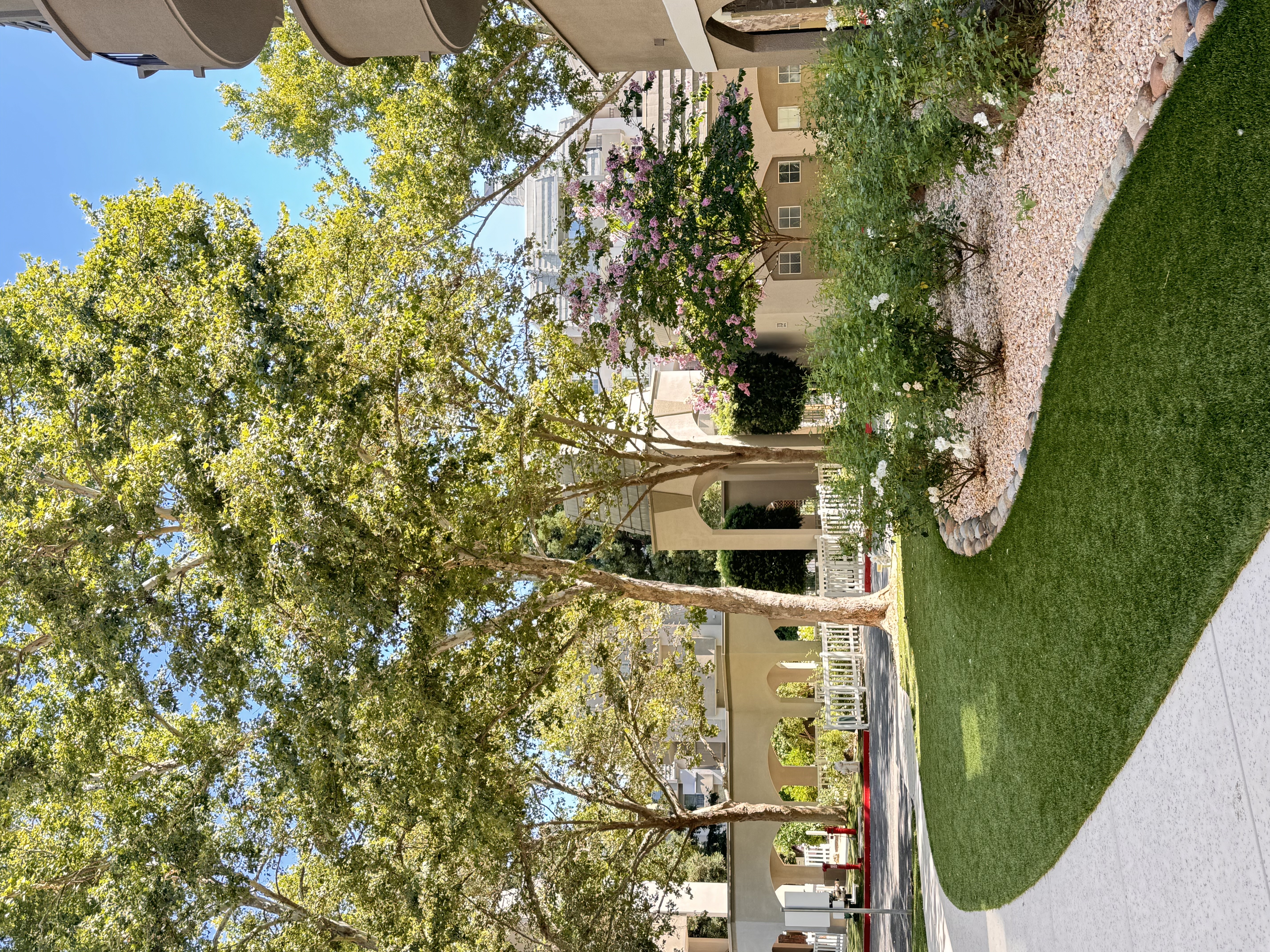 A tree with green leaves is in the foreground of a building.
