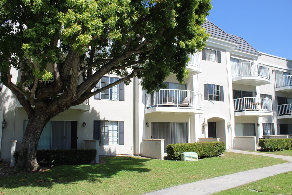 A tree in front of a white building with balconies.