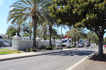 A street with palm trees and a white fence.