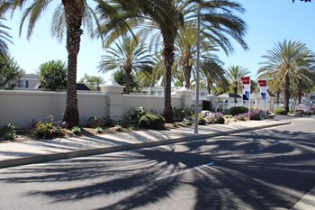 Palm trees line a street in a residential area.