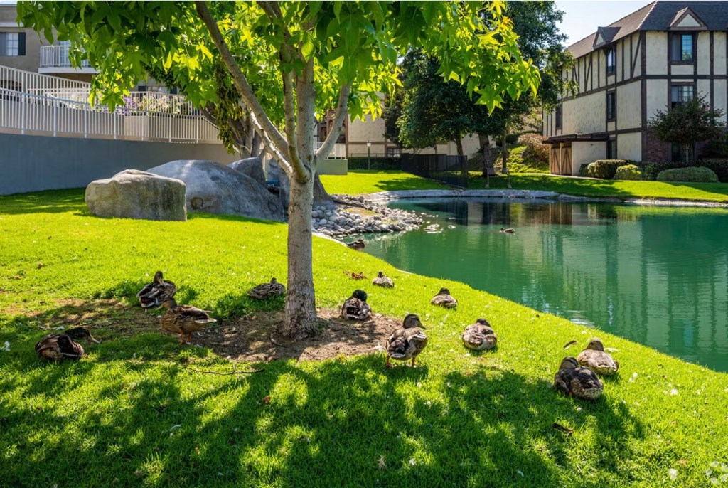 a group of ducks sitting on top of a grass covered field