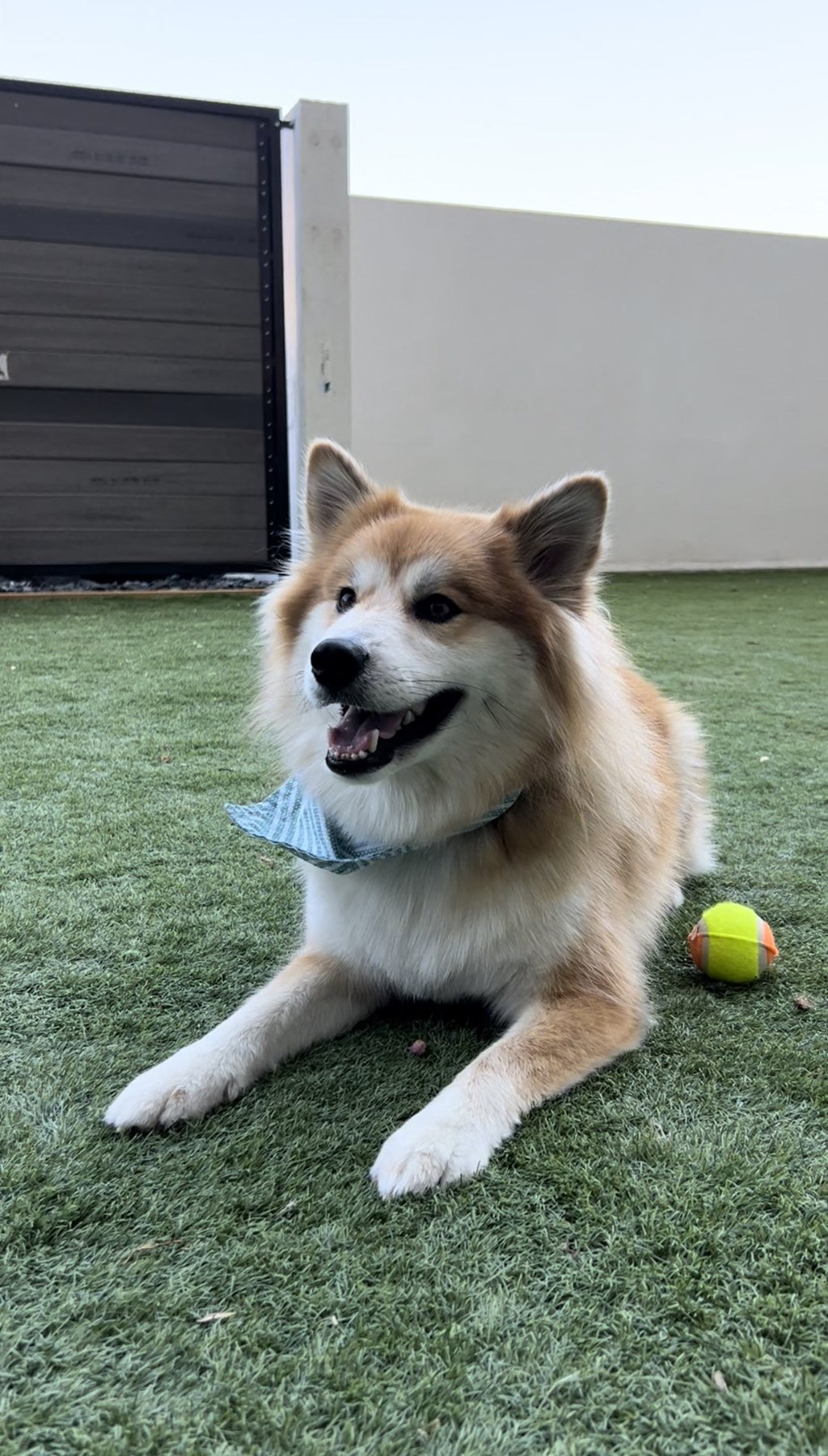 a dog laying on the grass next to a tennis ball