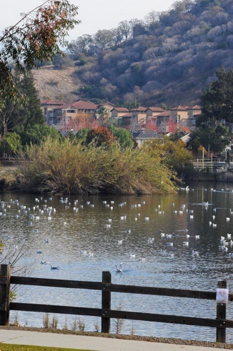 Almaden Lake Apartments