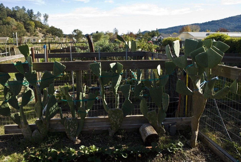some of the cactus in the garden