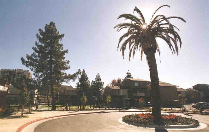 a palm tree in the middle of a roundabout