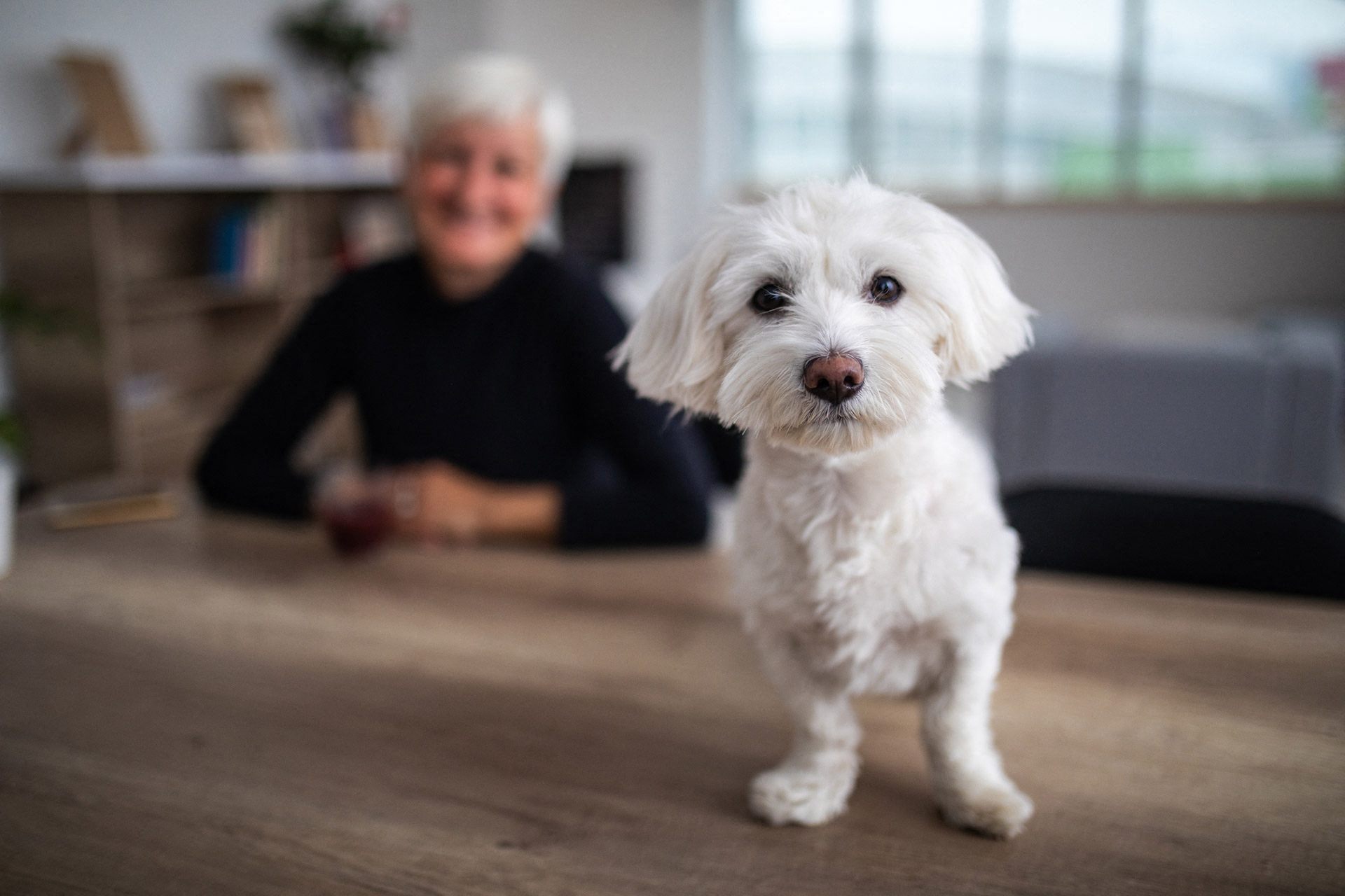 A pet's unconditional love brings joy and companionship to the lives of many seniors. Our welcoming pet policy underscores the importance of the strong bond between pets and their owners.
