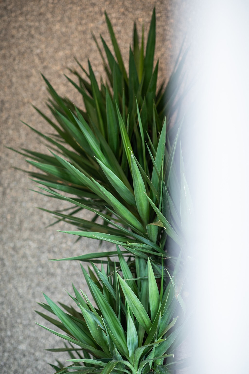 a close up of a marijuana plant in a plastic bag