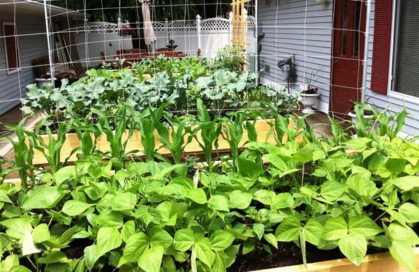 a garden with green plants on a patio