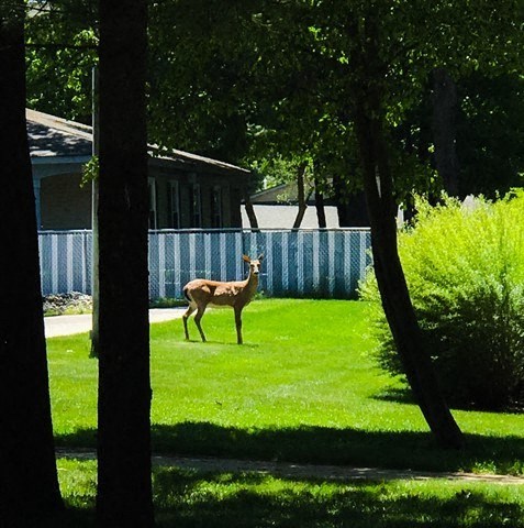 a deer standing in the grass in a yard