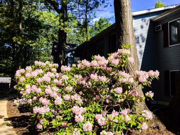 a large bush of pink flowers in front of a house