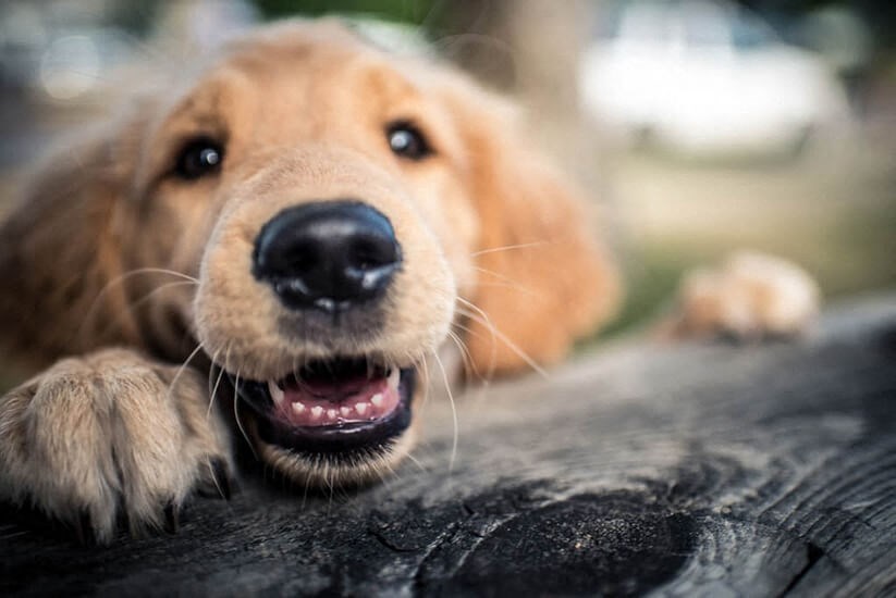 a brown dog laying on a piece of wood