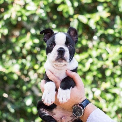 Small Cute Dog at The Palms on Main, Columbia, SC, 29201