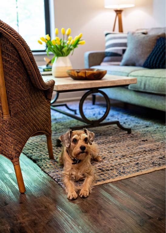 A dog is sitting on the floor in front of a chair.