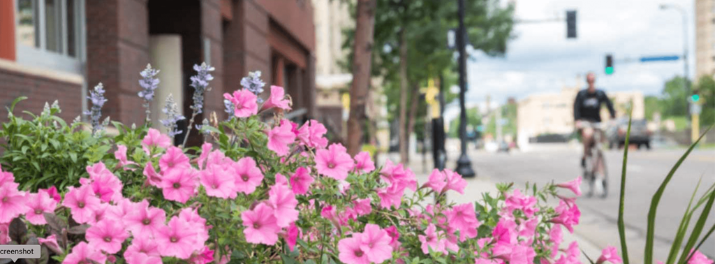 Pink flowers in the foreground with a cyclist in the background.