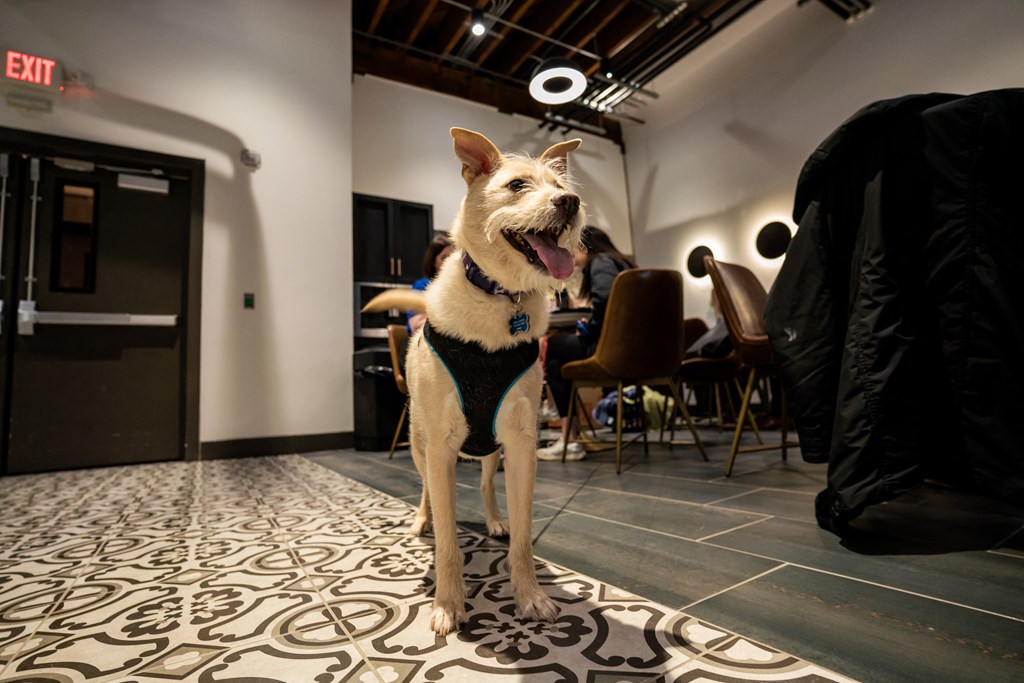 a dog stands in a room with chairs and tables