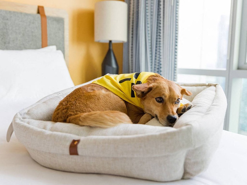 Sentral Old Town Pets Welcome