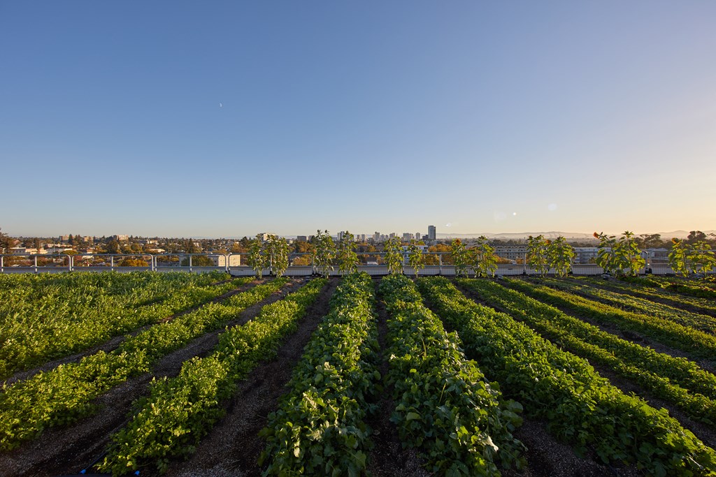 Rooftop Farm