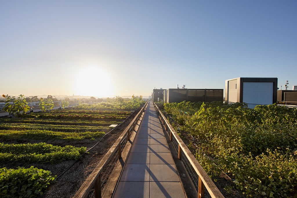 Rooftop Farm