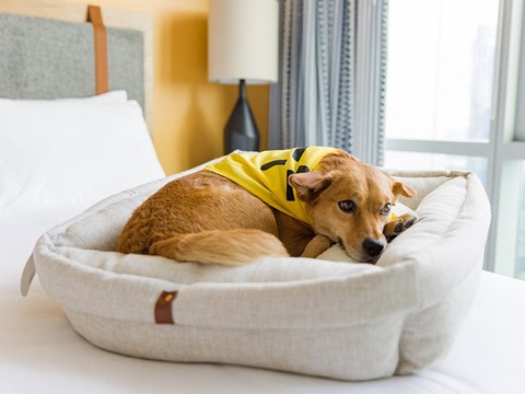 Sentral East Austin 1614 Pet Friendly Community