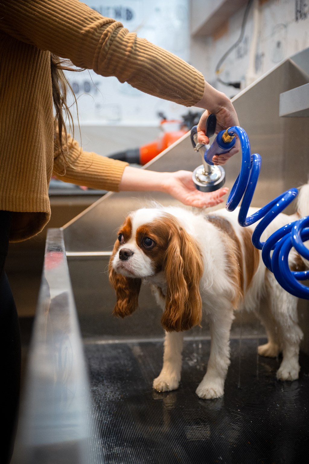 Beauty for the Beast - Pet Spa