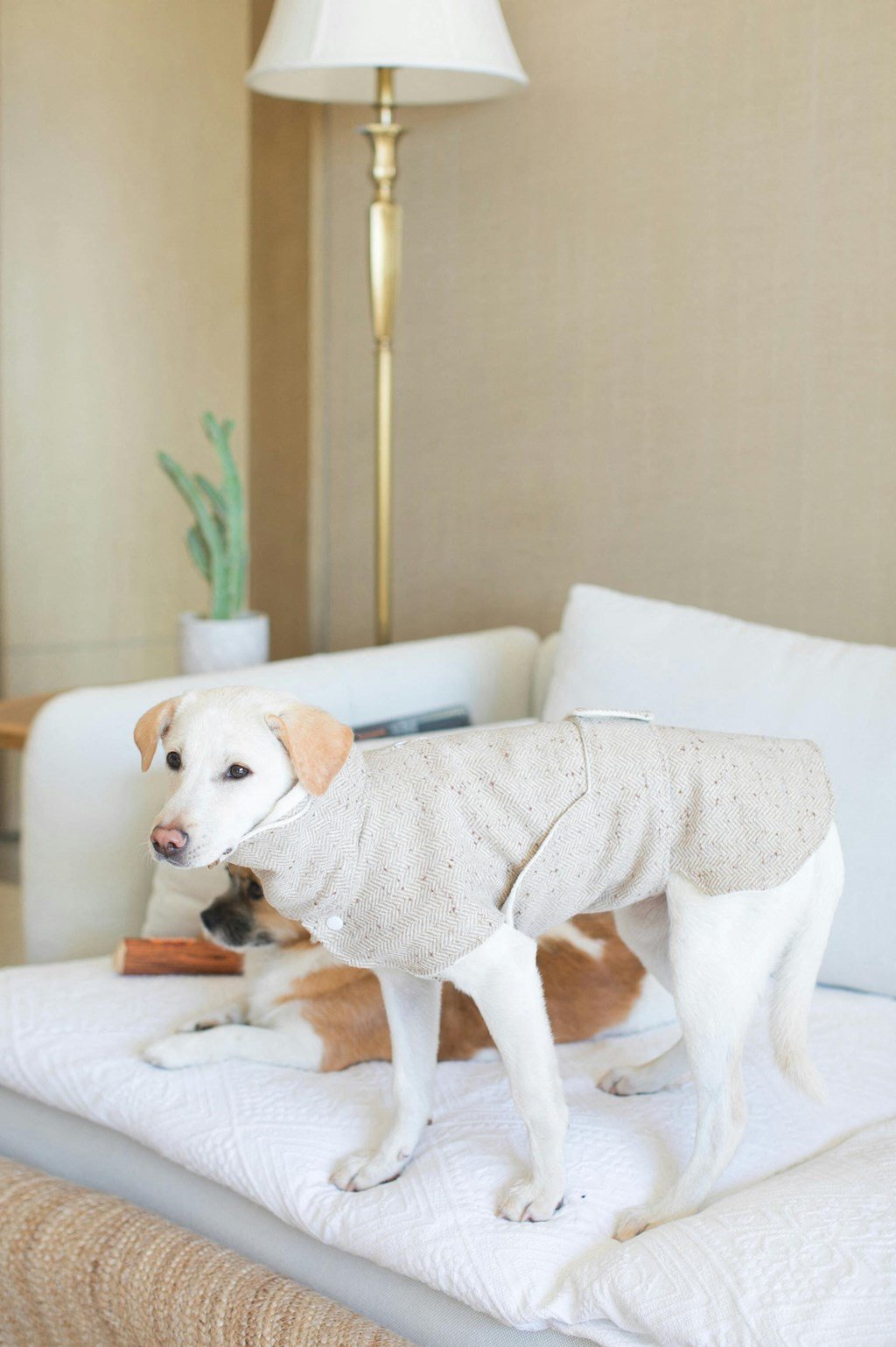 a white dog wearing a sweater on a bed