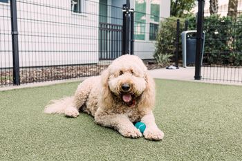 Fenced Bark Park at Aurora Luxury Apartments in Downtown Tampa FL