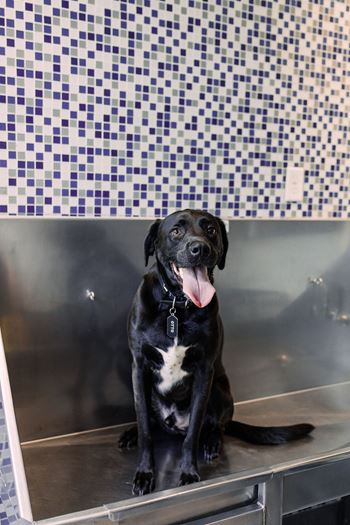 Pet Spa at Aurora Luxury Apartments in Downtown Tampa FL